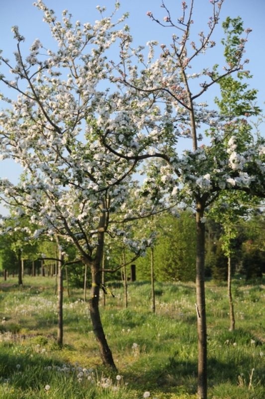 Appel Alkmene Malus Domestica Alkmene Kopen